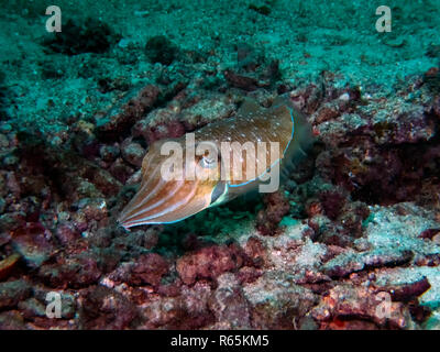 Un récif commune Seiches (Sepia latimanus) dans l'Océan Indien Banque D'Images