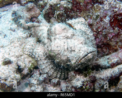 Un Devil Scorpionfish (Scorpaenopsis diabolus) dans l'Océan Indien Banque D'Images