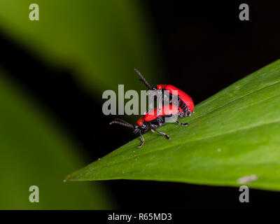 Une paire de Coléoptères adultes Red Lily Lilioceris lilii) l'accouplement sur un hôte lily leaf sur un fond sombre. Banque D'Images