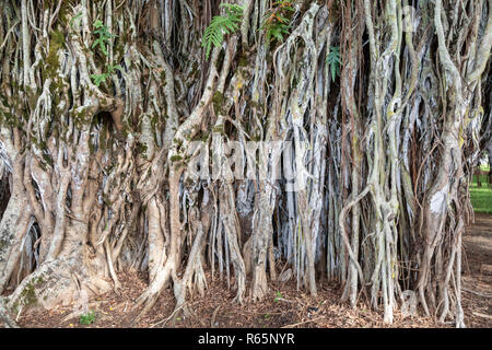 Hilo, Hawaii - Les racines d'un grand arbre banyan au centre-ville de Hilo. Banque D'Images