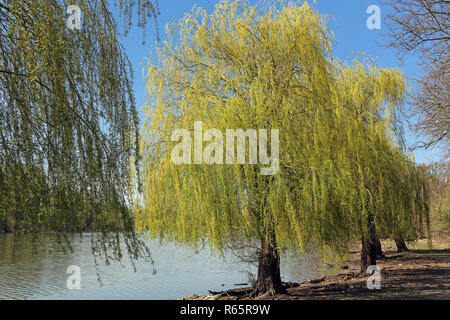 Weeping willows avec jeunes feuilles Banque D'Images