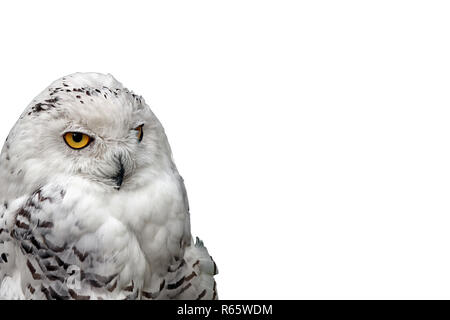 Snowy Owl Bubo scandiacus Banque D'Images