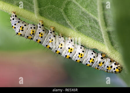 Cucullia verbasci molène caterpillar sur Molène Banque D'Images