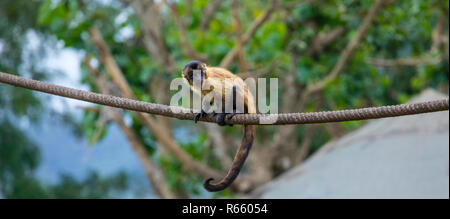 Un singe araignée brune. Banque D'Images