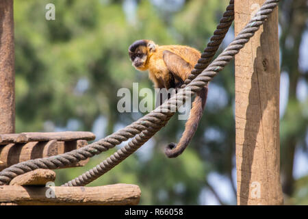 Un singe araignée brune. Banque D'Images