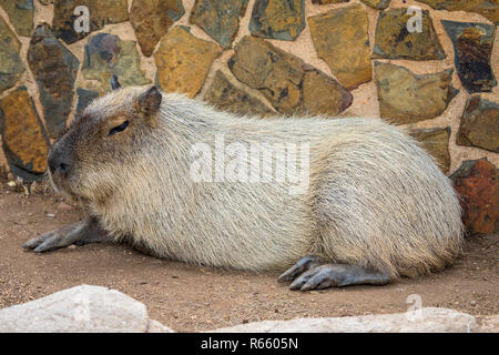 Un Capybara en captivité. Banque D'Images