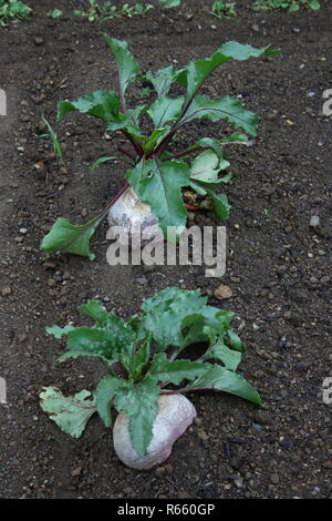 Betterave rouge betterave,,betterave (Beta vulgaris subsp. vulgaris) Banque D'Images