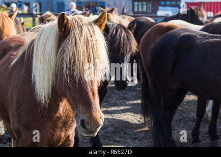 Petit cheval islandais en pays farm close up Banque D'Images