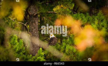 Après les vautours gauche, ce American Bald Eagle ont pleinement profité des reports à gauche. Situé dans la région de Teresita, New York 2018 Banque D'Images