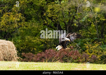 Un aigle à tête d'atterrissage dans un pâturage à tirer parti de certaines que la carcasse a été laissé derrière, situé dans la région de Teresita, New York 2018 Banque D'Images