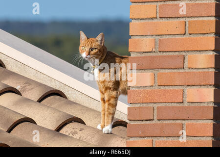 Jeune chat posant pour la photo sur le toit de maison Banque D'Images