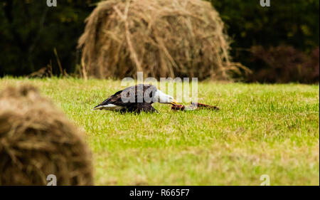 Après les vautours gauche, ce American Bald Eagle ont pleinement profité des reports à gauche. Situé dans la région de Teresita, New York 2018 Banque D'Images