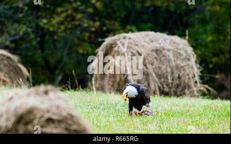 Après les vautours gauche, ce American Bald Eagle ont pleinement profité des reports à gauche. Situé dans la région de Teresita, New York 2018 Banque D'Images