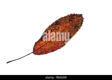 Feuille d'arbre fruitier en orange dentelé allongées colorant brun Banque D'Images