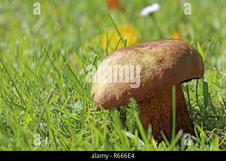 Sorcières boletus luridus stalker net Banque D'Images