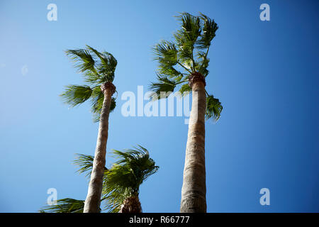 Palmiers par fort vent sur ciel bleu Banque D'Images