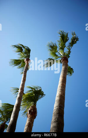 Palmiers par fort vent sur ciel bleu Banque D'Images