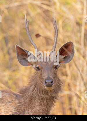 Jeune mâle Cerf Sambar dans la forêt de Bandhavgarh National Park en Inde Banque D'Images