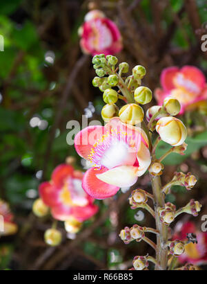 Cannonball (Couroupita guianensis) fleur sur l'arbre Banque D'Images