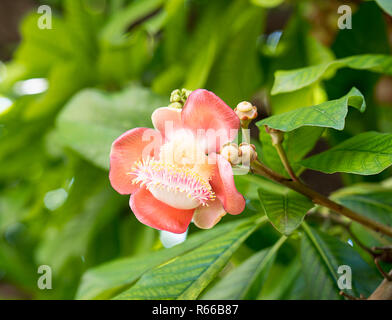 Cannonball fleur ou Sal fleurs (Couroupita guianensis) sur l'arbre Banque D'Images