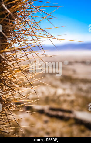 Close up of sharp cactus thorns Banque D'Images