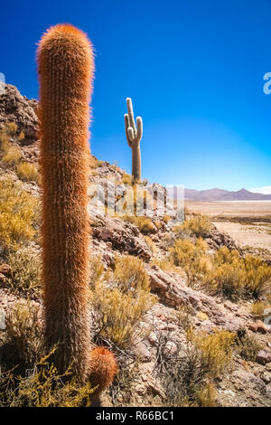 Seul cactus poussant sur un pampa en Bolivie Banque D'Images