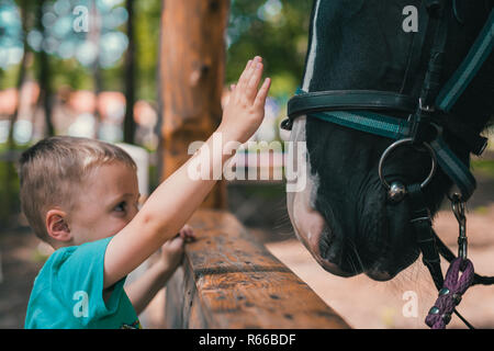 Cute little boy de toucher la tête de cheval Banque D'Images