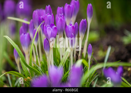 Purple Crocus et perce-neige Banque D'Images