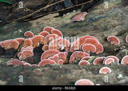 Gros plan de champignons sur le bois Banque D'Images