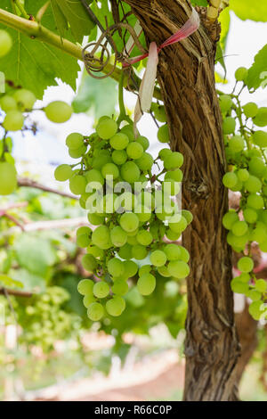 Raisins verts sur la vigne Banque D'Images