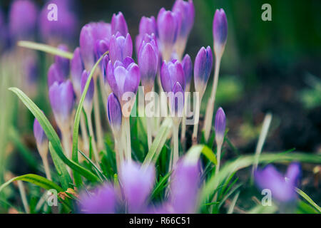 Purple Crocus et perce-neige Banque D'Images