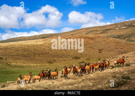 Patagonie sauvage chevaux Banque D'Images