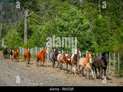 Les chevaux sauvages en marche Banque D'Images