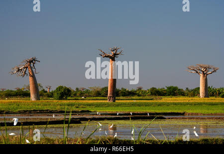 Les terres humides et les baobabs Banque D'Images