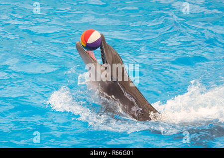 Dolphin in pool Banque D'Images