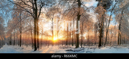 Paysage d'hiver : soleil magique dans la forêt Banque D'Images