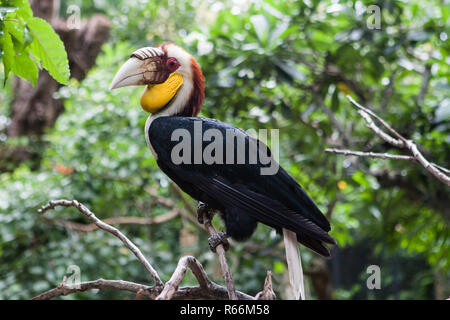 Nimbées calao, un oiseau exotique à Bali bird park. Banque D'Images