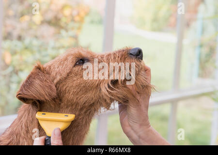 Le cou de fraisage de terrier irlandais Banque D'Images
