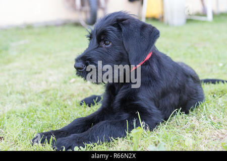 Vue de côté de l'adorable chiot de chien Schnauzer noir géant Banque D'Images