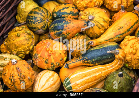 Peu d'or jaune fraîchement cueillis dans les citrouilles ornementales panier en osier Banque D'Images