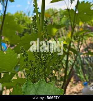 De plus en plus petits raisins sur la vigne, Close up Banque D'Images