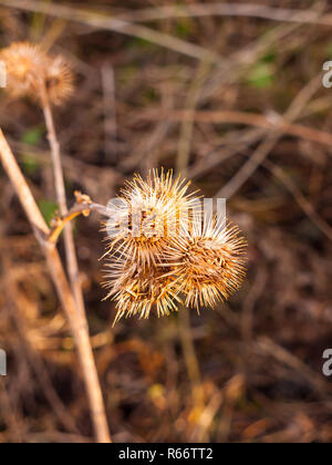 Les fleurs mortes près des tiges épineuses marron automne Banque D'Images