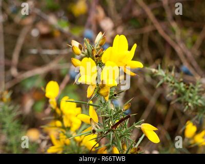 Belle petite jaune doré l'ajonc broom bourgeons fleurs blossom Banque D'Images