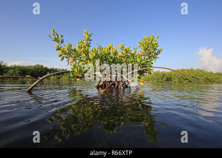 Les jeunes arbres de mangrove au début de lumière du matin au son des cartes, en Floride. Banque D'Images