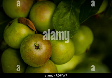 Pearmain pomme sur l'arbre Banque D'Images