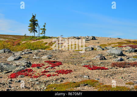 Au début de l'automne couleurs de la toundra des eskers près de Lake Ennadai, Arctique Haven Lodge, le territoire du Nunavut, Canada Banque D'Images