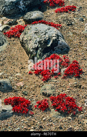 Le raisin d'arbustes sur un esker dans la couleur en automne, l'Arctique Haven Lodge, le territoire du Nunavut, Canada Banque D'Images