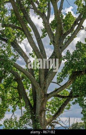 Coton de l'est en août, populus deltoides, arbres à feuilles caduques en croissance dans l'État de New York, États-Unis. Banque D'Images