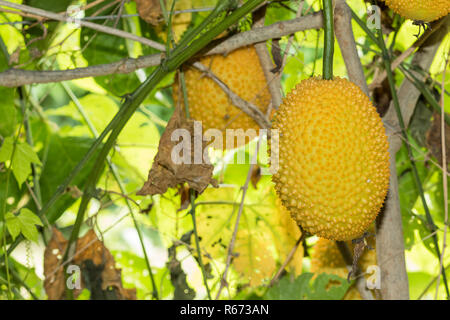 Amer printemps Cucmber ou fruits Gac Banque D'Images