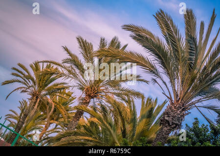 Palmiers tropicaux en Canaries Banque D'Images